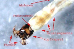 Kriebelmückenlarve - Simuliidae