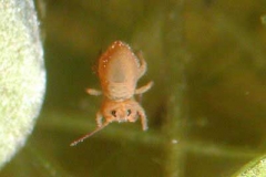 Springschwanz - Collembola