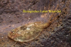 Rückenschaler - Triops cancriformis