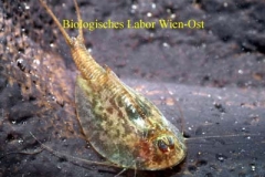 Rückenschaler - Triops cancriformis