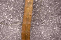 Schnakenlarve - Tipulidae