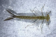 Kleinlibellenlarve - Zygoptera