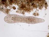 Strudelwurm - Turbellaria