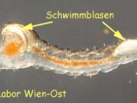 Büschelmückenlarve - Chaoborus plumicornis