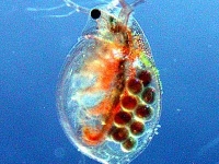 Wasserfloh - Daphnia curvirostris