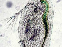 Wasserfloh Männchen - Daphnia curvirostris