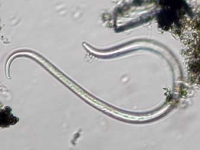 Fadenwurm- Nematoda