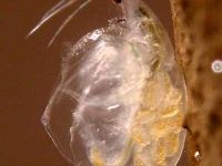 Wasserfloh Simocephalus vetulus