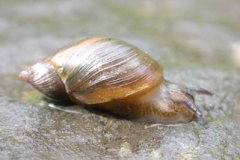 Bernsteinschnecke - Succineidae