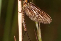 Eintagsfliege - Ephemeroptera