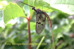 Eintagsfliege - Ephemeroptera