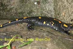 Feuersalamander - Salamandra salamandra