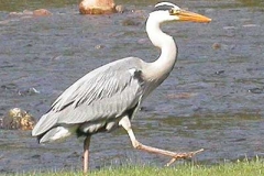 Graureiher - Ardea cinerea