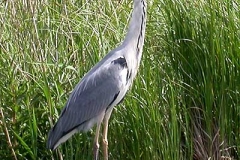 Graureiher - Ardea cinerea