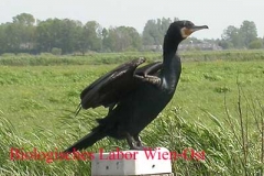 Kormoran - Phalacrocorax carbo