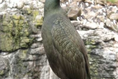 Krähenscharbe - Phalacrocorax aristotelis