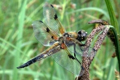 Vierfleck - Libellula quadrimaculata