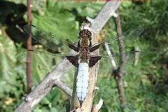 Plattbauch - Libellula depressa