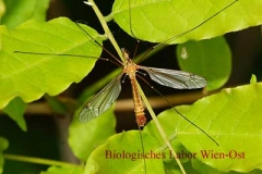 Schnake - Tipulidae