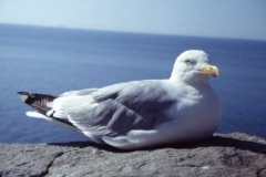 Silbermöve - Larus argentatus