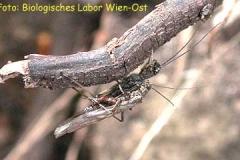 Steinfliege - Plecoptera