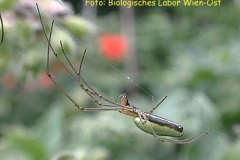 Streckerspinne - Tetragnatha extensa