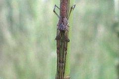 Streckerspinne - Tetragnatha extensa