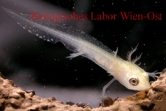 Teichmolch-Larve - Triturus vulgaris