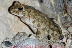 Wechselkröte - Bufo viridis