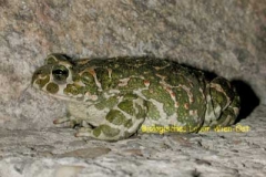 Wechselkröte - Bufo viridis