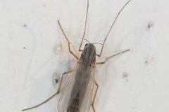 Zuckmücke, weiblich - Chironomidae