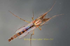 Zuckmücke, männlich- Chironomidae